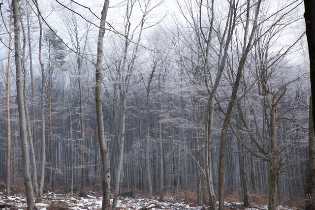 Jacek Pióro #322483