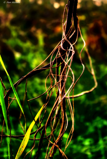 Piotr Michalak #266057