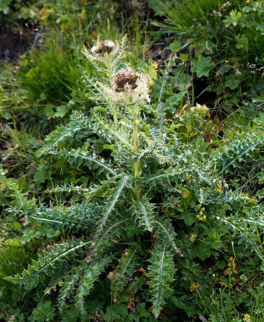 Jacek Pióro #308928