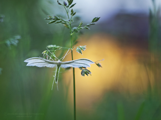 macrofun Piórolotek