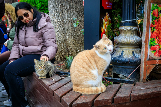 Koty Stambułu PIOTR SCHMIDT +48535444106 #348821