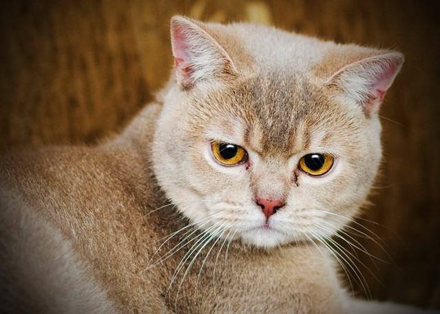 Paweł Orzech #139469