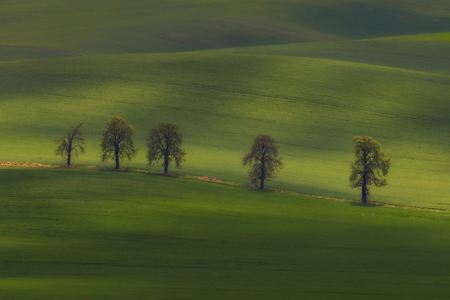 AUGUSTYN SYBIDLO #348820