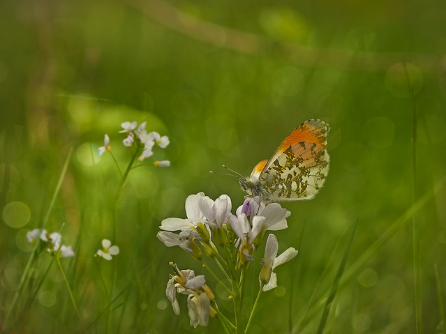 macrofun Zorzynek rzeżuchowiec