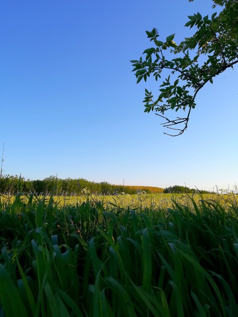 dav Mary Ann #317894