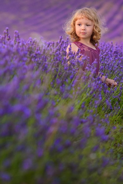 Pafcio Lavender Dreams