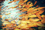 Picasa 