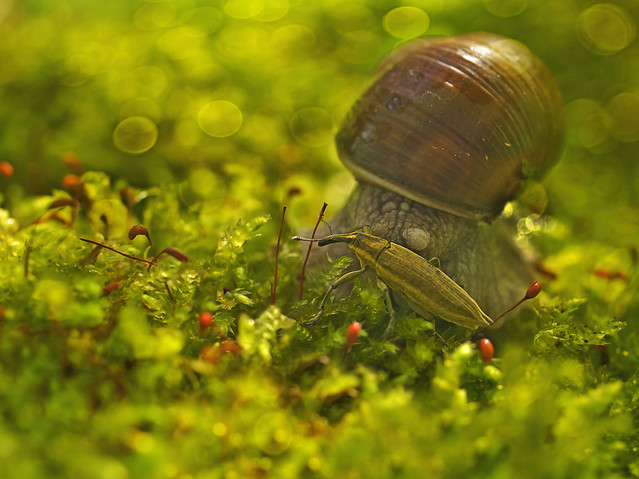 macrofun Schowaj rogi waść