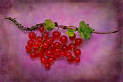 Bzox Red Currant