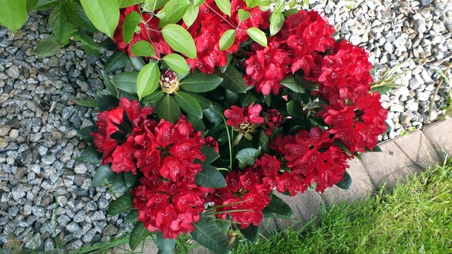 kwiatki Picasa #276394