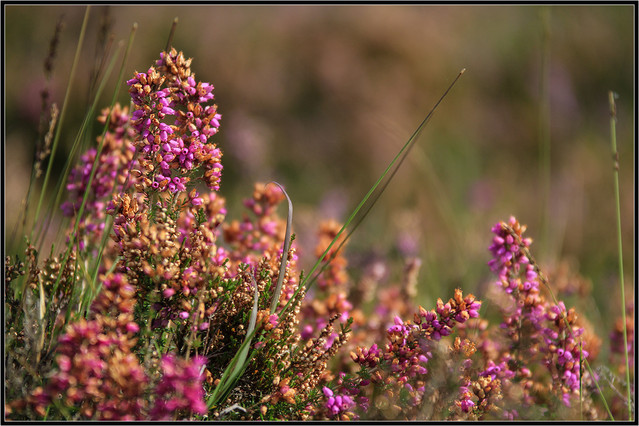 wrzosy prudy102 #170688