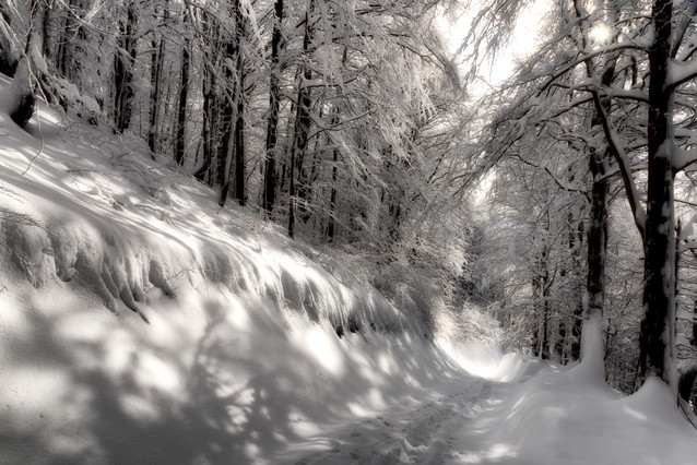 AUGUSTYN SYBIDLO #348528