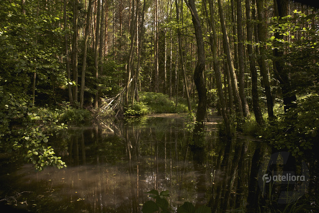 MarekCzubaszek #181547