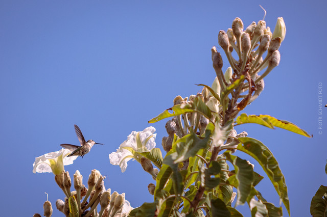 Koliber w akcji. Monte Albán - Oaxaca Piotr Schmidt #338392