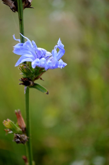 slodkafilizanka #268007