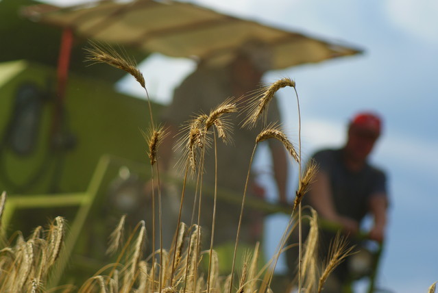 SONY DSC Misiekmaestro #173759