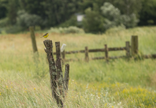 pliszka żółta - Osowiec Dariusz WojtaIa* #325334