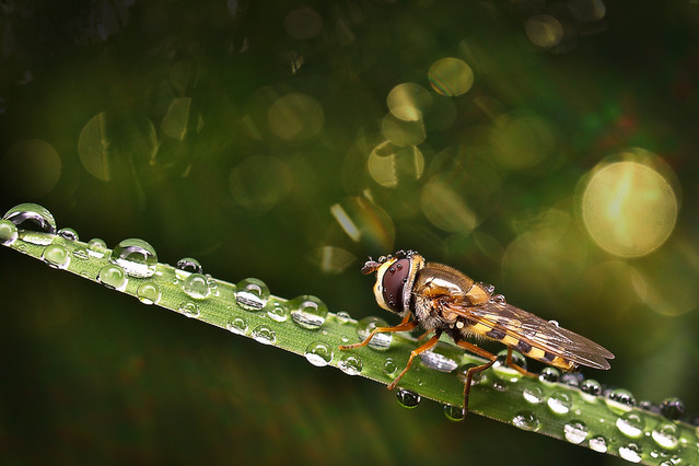 macrofun Bzyg w kropelkach