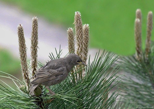 Kos (Turdus merula) - młode Krystyna Matuszek #127311