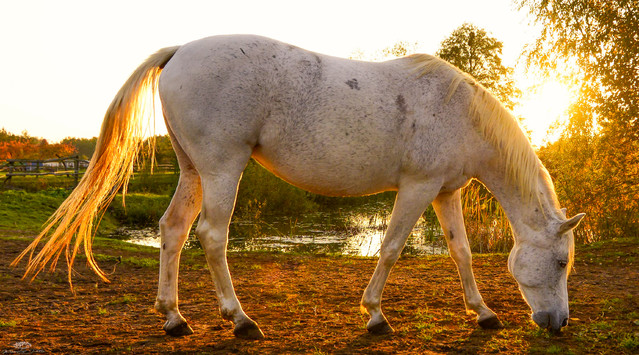 Horse Krzysztof Tollas #329720