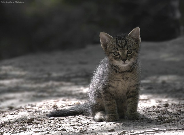 Krystyna Matuszek #129119