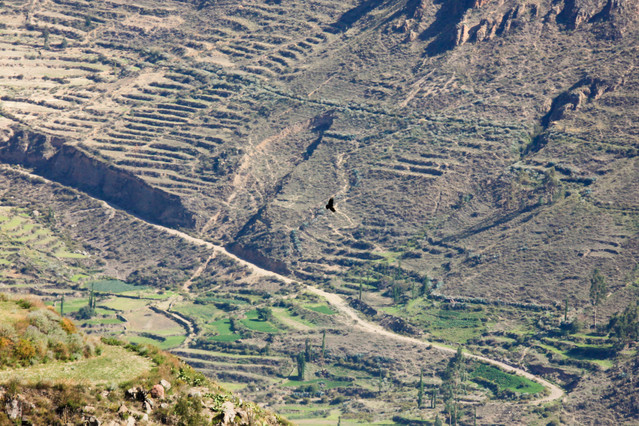 Okolice kanionu Colca. Peru. Okolice kanionu Colca. Peru. Piotr