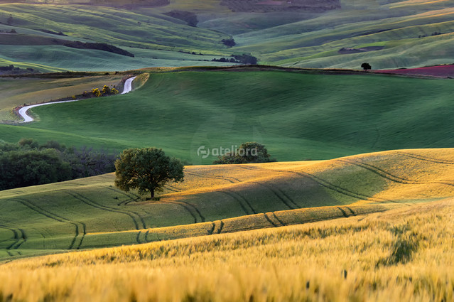 PRASNOWSKA BARBARA #299035