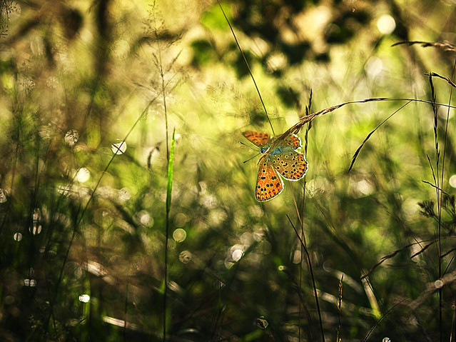 macrofun ''Układając się do snu...''