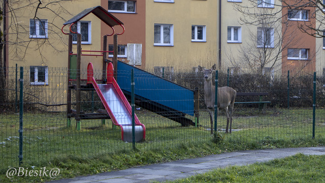 Biesik Zaproszenie do zabawy