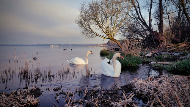 friends from the lake atenytom #338941