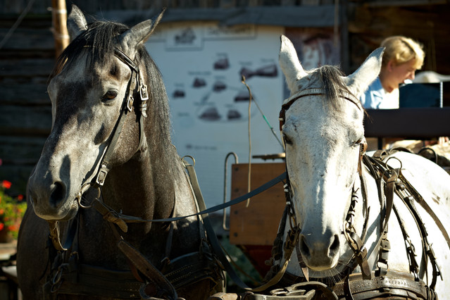 IGOR_GODLEWSKI #114238