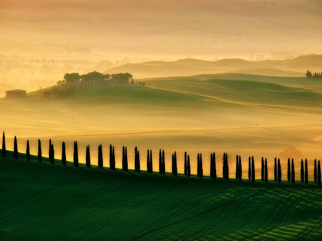 AdamPa Cypress dreams