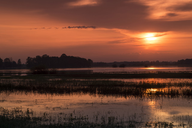 wschód słońca nad Narwią i Biebrzą - Ruś Dariusz WojtaIa*