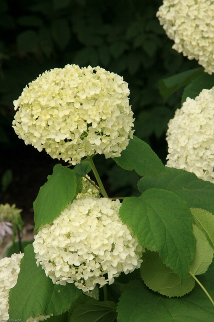 Warszawa - Ogrod Botaniczny Warszawa - Ogród Botaniczny Renata