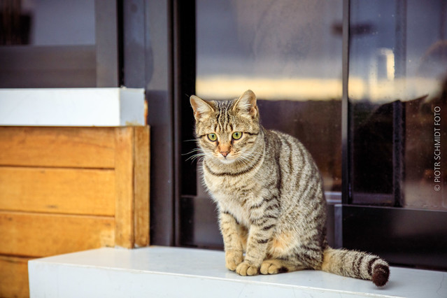Koty Stambułu PIOTR SCHMIDT +48535444106 #348822