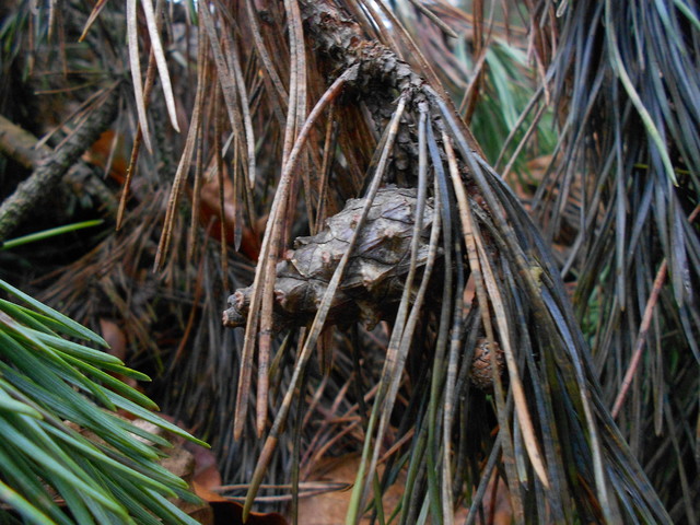 Artur Oziewicz #188237