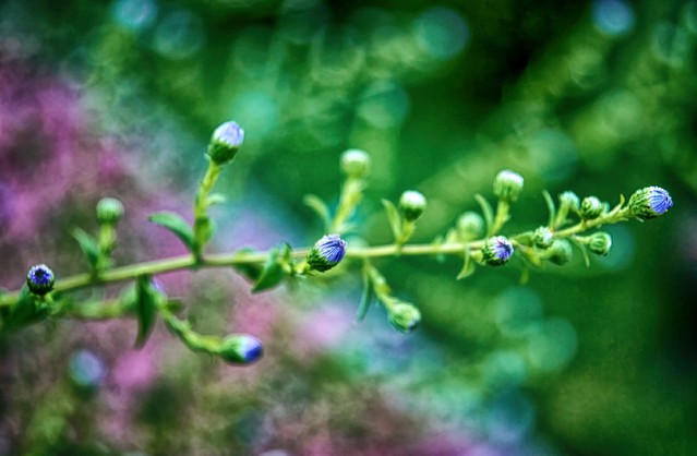 SONY DSC SONY DSC Tomasz Naglik #348243