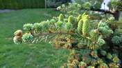 Picasa 