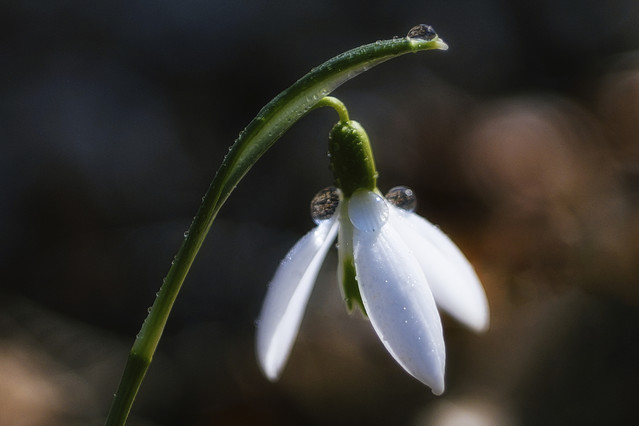 Sławek Rezerwa #348767