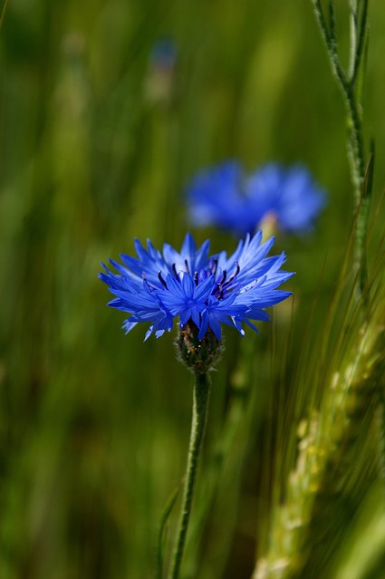 SONY DSC Unknown #306905