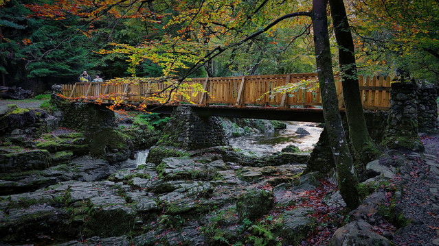 Tollymore Forest - N.Ireland - autumn '21 atenytom #338202