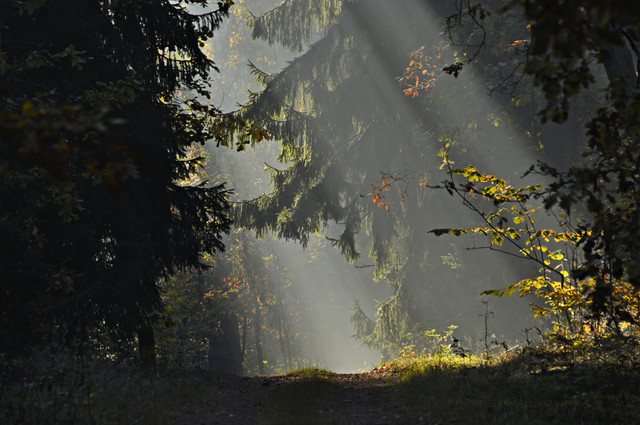 MariuszFotografia #320261