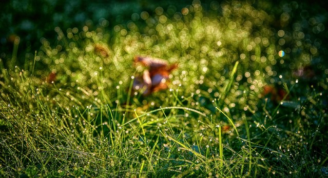 SONY DSC SONY DSC Tomasz Naglik #348246