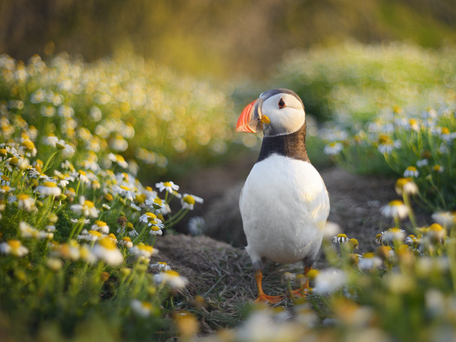 Pawel Prus Puffin