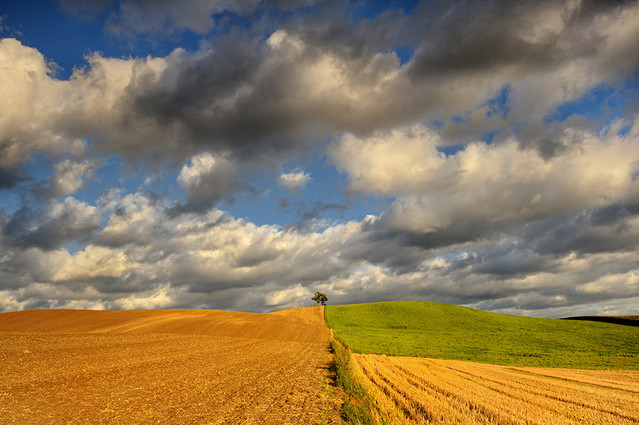 W polu JAN SIEMINSKI #166674