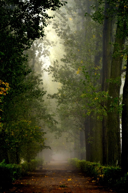 mgła Picasa #200121