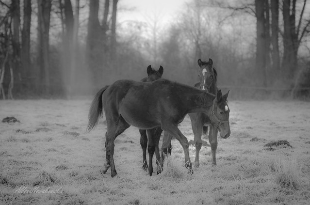 Aldona Nowakowska #326957