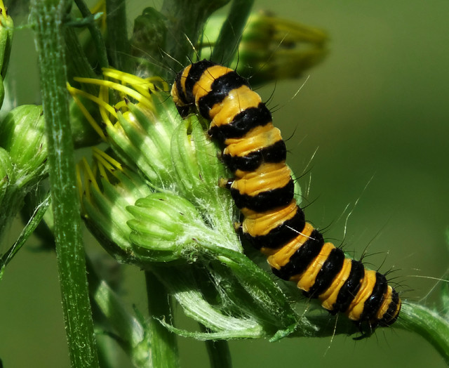 Zdzisław Zalewski #217821