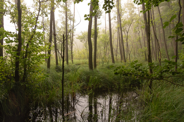 Cisza nad bagnami Krzysztof Tollas #333185