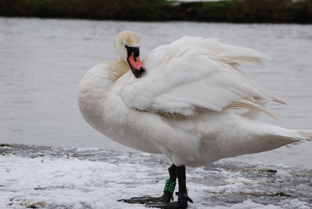 Agnieszka Nawrocka #288025